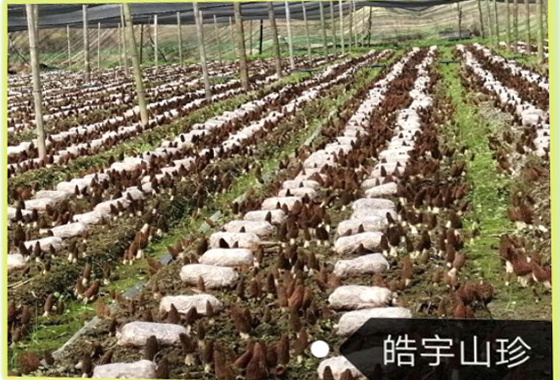 &#20048;&#23478;&#65288;&#20013;&#22269;&#65289;&#26377;&#38480;&#20844;&#21496;&#32;&#124;&#32;&#28020;&#23460;&#32;&#124;&#32;&#20048;&#23478;