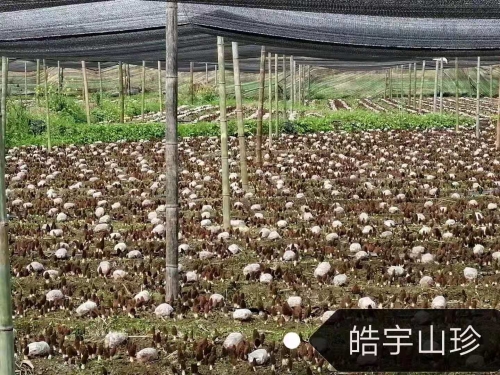 &#20048;&#23478;&#65288;&#20013;&#22269;&#65289;&#26377;&#38480;&#20844;&#21496;&#32;&#124;&#32;&#28020;&#23460;&#32;&#124;&#32;&#20048;&#23478;
